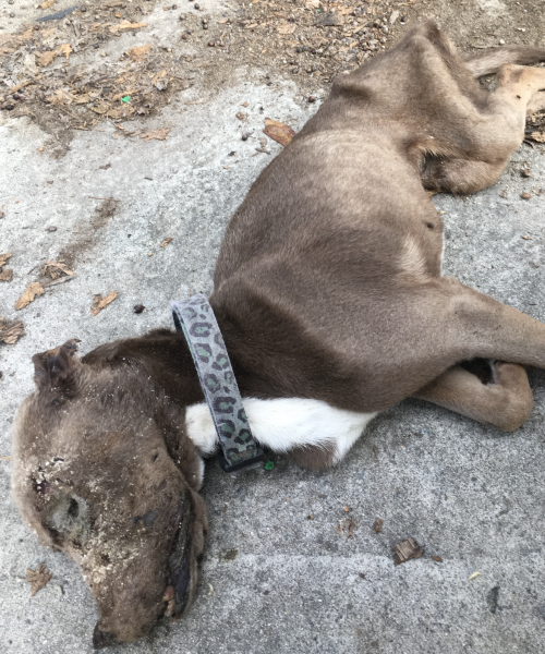 Screenshot 2025-08-08 at 3.57.14 PM