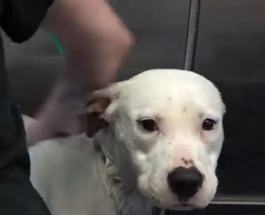 Screenshot 2025-08-18 at 4.37.57 PM