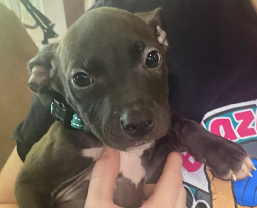 Screenshot 2025-08-20 at 4.05.13 PM