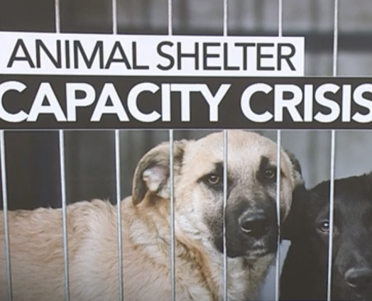 Screenshot 2025-08-20 at 4.11.57 PM