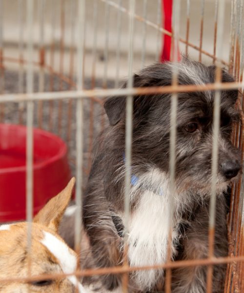 Dogs in cages waiting to be rescued.