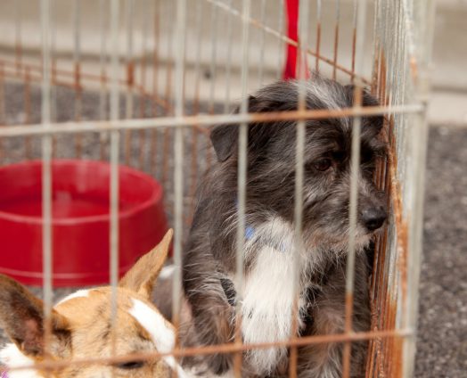 Dogs in cages waiting to be rescued.