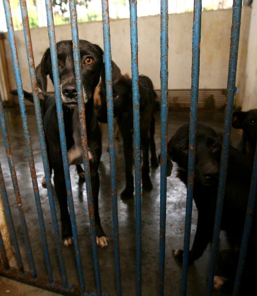 itabuna, bahia / brazil - april 12, 2012: a dog is seen unseen in a cage at the Zoonoes Control Center in the city of Itabuna.