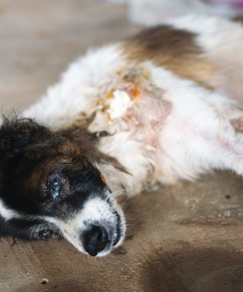 Portrait of illness old sick dog bangkaew